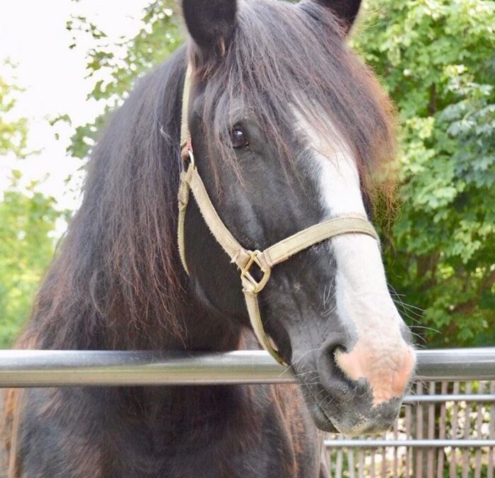 Read more about the article From abandonment to Stardom! This is the story of Barnie.