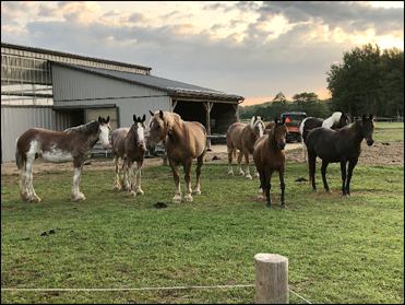 Read more about the article Spirit’s Whisper Ranch