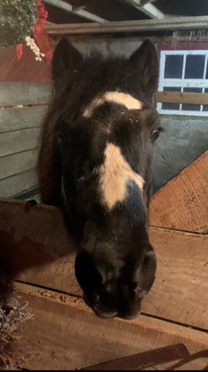 Read more about the article Willow Creek Stables Newfoundland Ponies Rescue