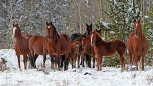 The Power of Advocacy: A Giant Step Forward for Horses