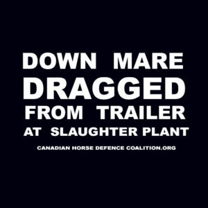 Down Mare Dragged from Trailer at Slaughter Plant