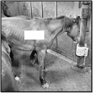 Unfit For Export, Young Horses Slaughtered in Canada With Altered Documents￼
