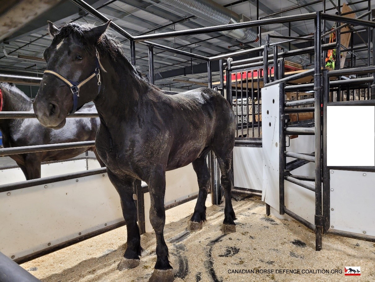 Read more about the article Mandate Gathers Dust While Horses Suffer and Die!