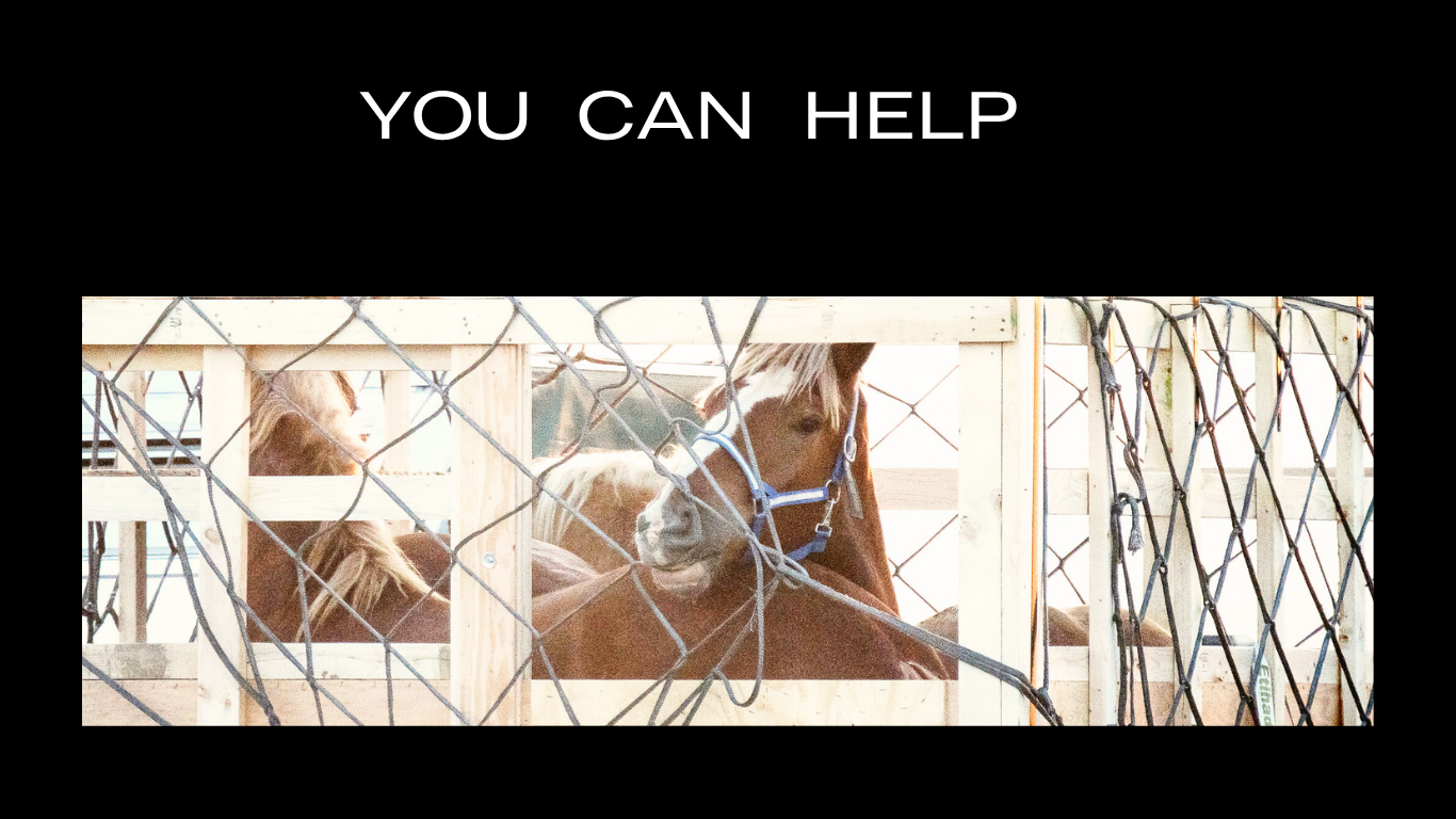 Read more about the article You Can Help!